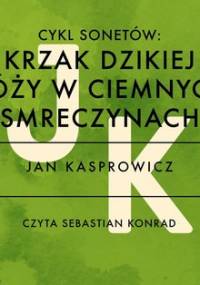 Krzak dzikiej róży w ciemnych smreczynach - Kasprowicz Jan